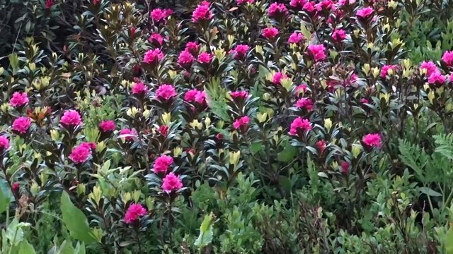 Histoires de plantes Des hommes et des plantes - épisode 5