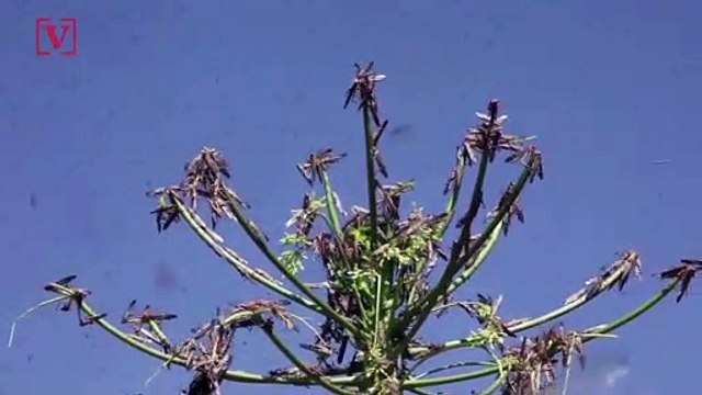 Swarms of Locusts Destroy Crops and Strip Trees Bare Near Kenya