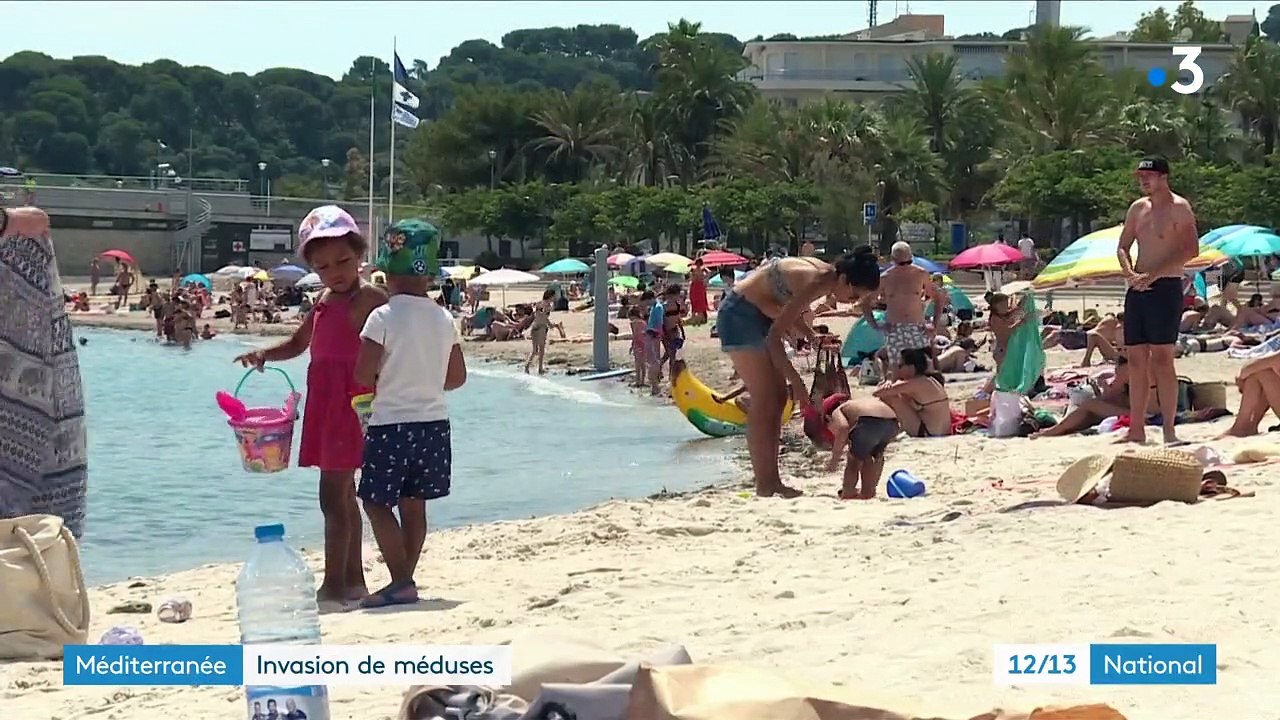 Méditerranée : invasion de méduses