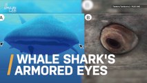 World's Largest Shark Found to Have Teeth on Its Eyeballs