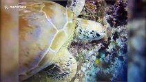 Angelic sea turtle swims into vast deep blue off Malaysian island