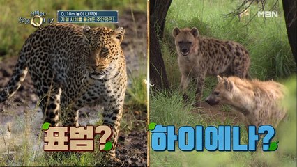 [정답공개] 가젤 사망 사건의 전말 대공개!