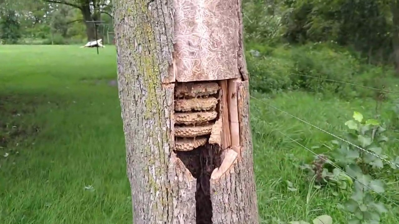 Ce qu'il découvre à l'intérieur de ce tronc d'arbre est impressionnant : essaim de guêpe géant