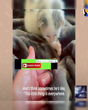 Tiniest Kitten Grows Up Pouncing On Her 115-Pound Lab Brother | The Dodo Odd Couples