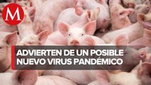 Descubren virus de gripe porcina en China que puede infectar a humanos