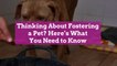 Thinking About Fostering a Pet? Here's What You Need to Know