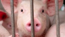 Chinese Researchers Eye H1N1 Pig Virus That Could Start Another Pandemic