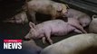 New strain of 'swine flu' found in China