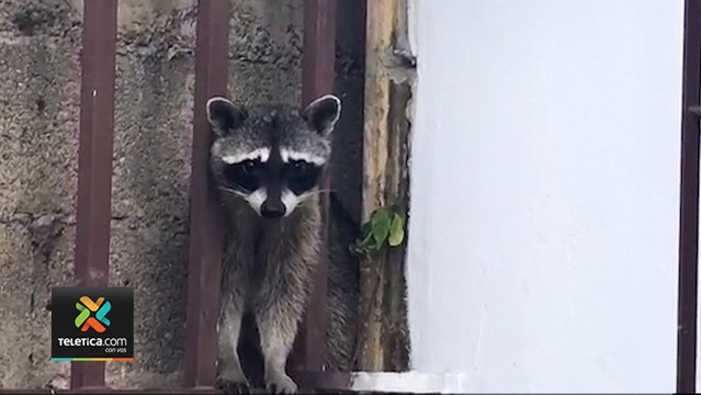 tn7-Animales-silvestres-comienzan-a-frecuentan-zonas-urbanas-en-época-de-pandemia-300620