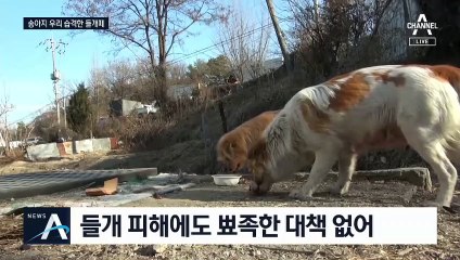 한우농장 습격한 들개들…송아지 4마리 물어 죽여