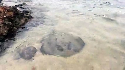 Los Chuchos de La Puntilla