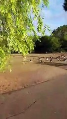 Andrew Eborn - HAPPY CANADA DAY  1st July 2020