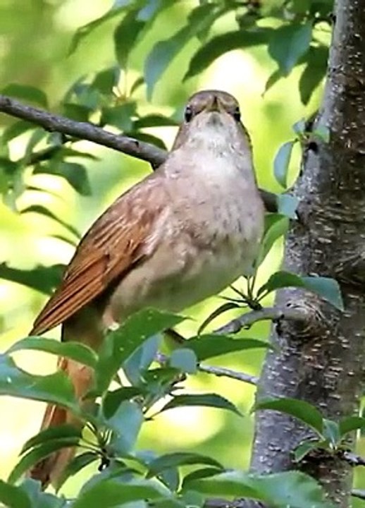  Le chant du rossignol 