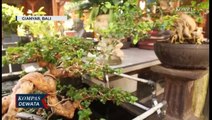 Wow! Peluang Bisnis Bonsai Raup Untung Puluhan Juta Rupiah