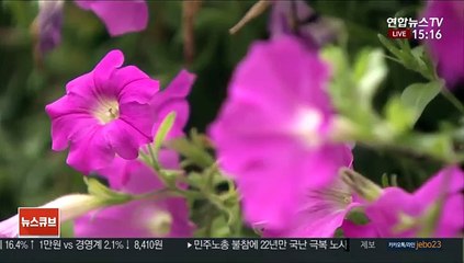 [날씨] 곳곳 약한 비…동해안 너울성 파도 유의