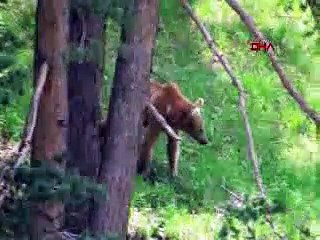 Boz ayıların göç ettiği ilk kez Sarıkamış'ta ortaya çıktı