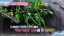 다이어트 식물? ‘이것’으로 중년 비만 해결✔