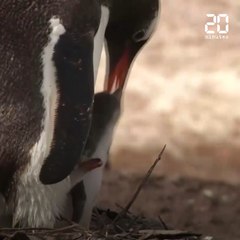 Changement climatique : Le réchauffement trois fois plus rapide au Pôle Sud que dans le reste du monde