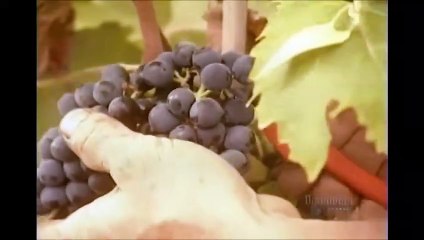 How Its Made - 062 Wine