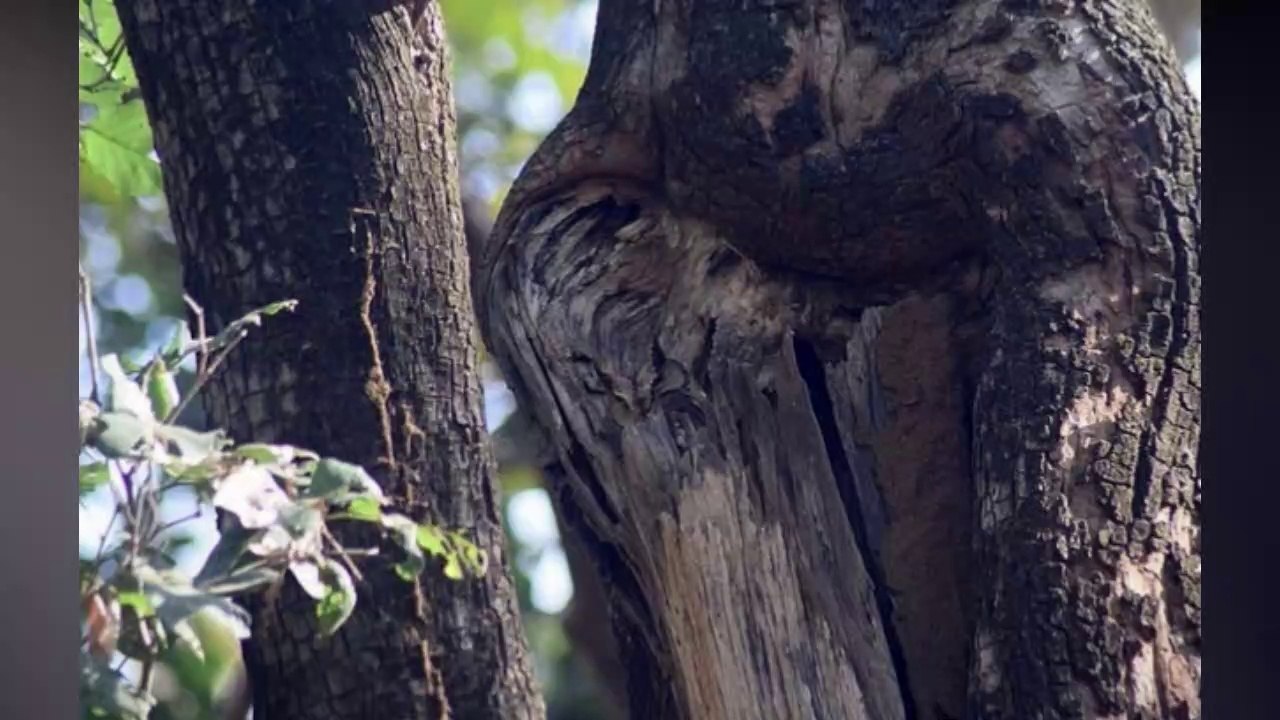 Défi du jour, trouver le hibou qui se cache