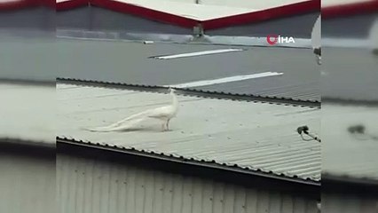 Fabrikanın çatısına tavus kuşu kondu, görenler hayretler içinde kaldı