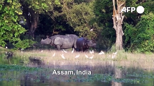 Rhino sanctuary ravaged by floods in northeast India