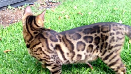 Bengal Cats History