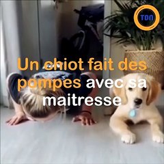 Un chiot fait des pompes avec sa maitresse
