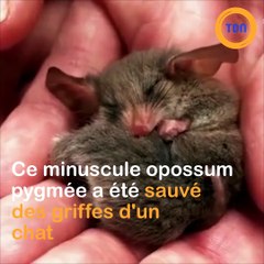Un minuscule opossum pygmée sauvé des griffes d'un chat