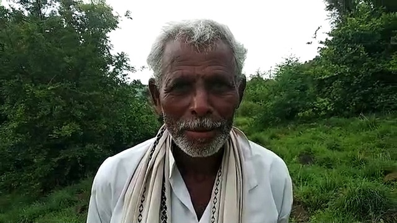 शाजापुर: कपलिया में किसानो की 40% सोयाबीन फसल ब...
