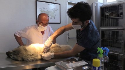 Sokak hayvanlarına mikroçip takılıyor - KIRKLARELİ