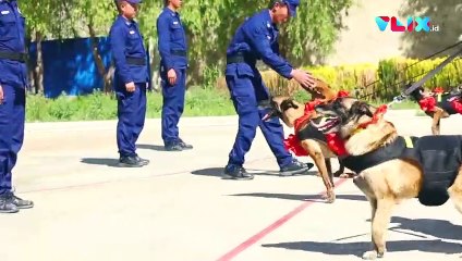 Momen Anjing SAR Pensiun, Engga Mau Pisah dari Pengasuhnya