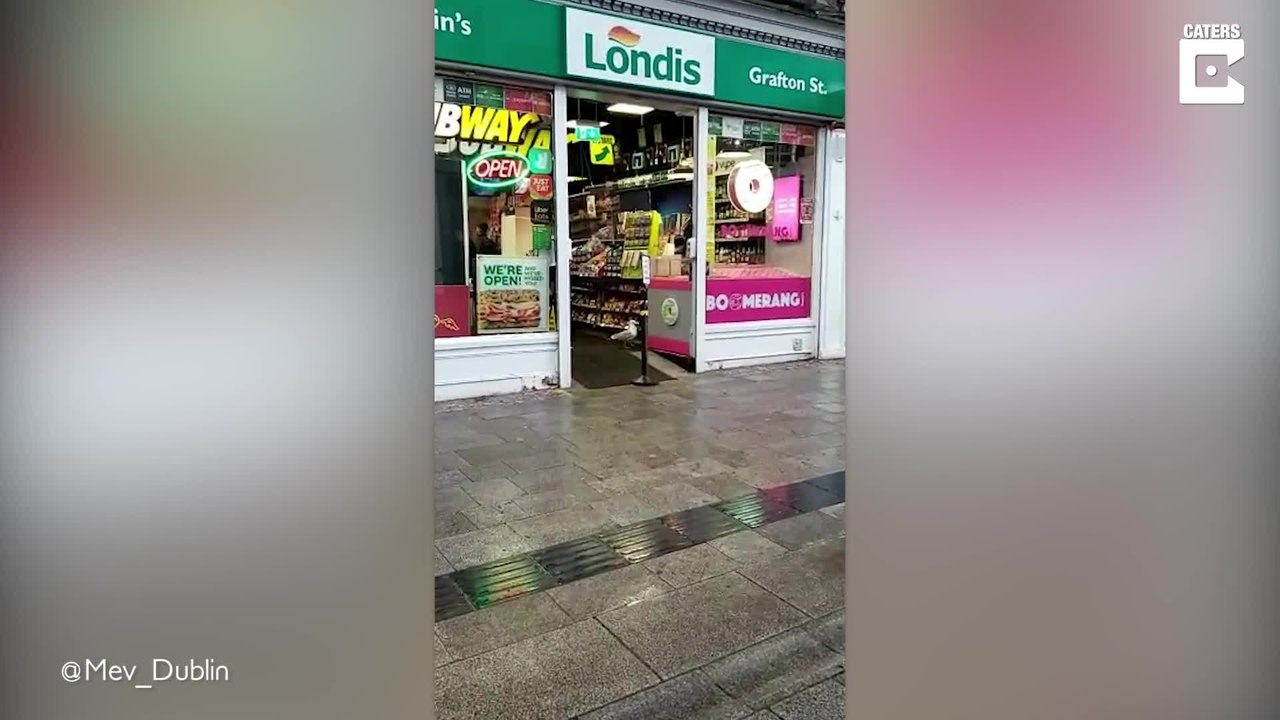 Möwe stiehlt rotzfrech aus einem Laden