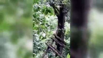 Çıktığı ağaçta mahsur kalan ayı AKUT ekiplerince kurtarıldı (2) - RİZE