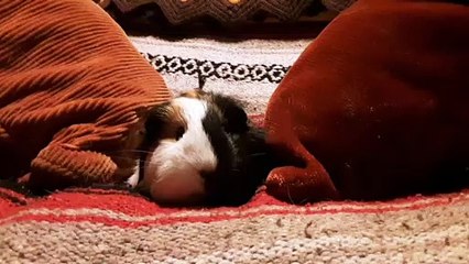 CAVIA PORCELLUS TURMERIC 20190801_114751