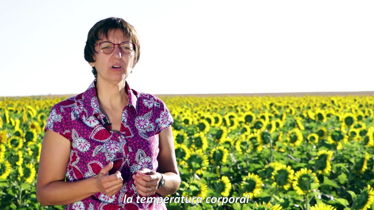 1/4 - Una temporada sin preocupaciones en la cosecha del melón / Une saison sans soucis, la cueillette de melon