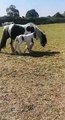 These foals were born following the rescue of 43 horses from Wellingborough in February