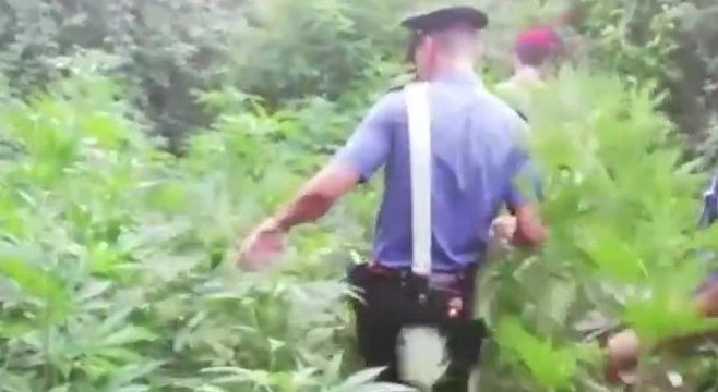 Reggio Calabria - Marijuana, scoperte due piantagioni tra Rosarno e San Ferdinando (01.07.20)