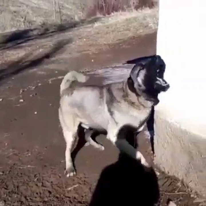 ADAMCI SiVAS KANGAL KOPEGi - ANATOLiAN SHEPHERD SiVAS KANGAL DOG