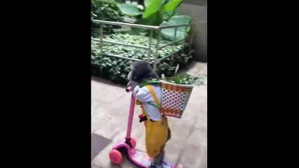 UNUSUAL MEMES COMPILATION V82 ( 720 X 720 )