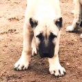 AKSARAY MALAKLI COBAN KOPEGi YAVRULARI - ANATOLiAN SHEPHERD DOG MALAKLI PUPPiES