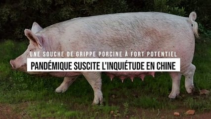 Une souche de grippe porcine à fort potentiel pandémique suscite l'inquiétude en Chine