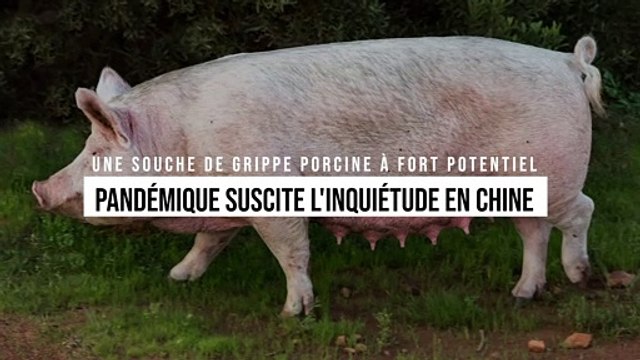 Une souche de grippe porcine à fort potentiel pandémique suscite l'inquiétude en Chine