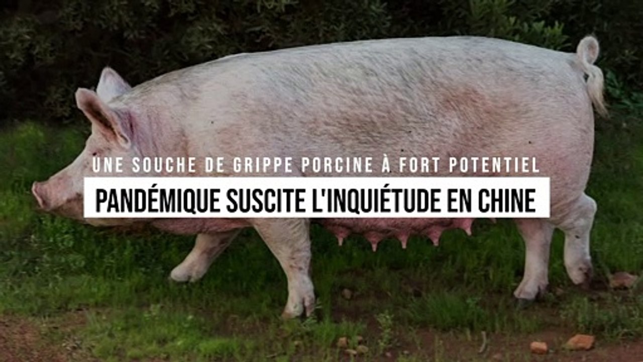 Une souche de grippe porcine à fort potentiel pandémique suscite l'inquiétude en Chine