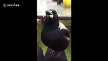 Lap-singing magpie sounds just like R2-D2 from Star Wars