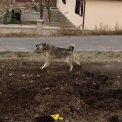 4*4 ESKi DAMAR ANADOLU COBAN KOPEGi - 4*4 ANATOLiAN SHEPHERD DOG