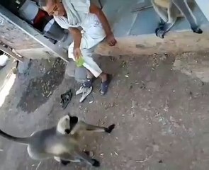 बंदरों ने लगाया एक-दूसरे को गले, वीरेंद्र सहवाग देखकर हैरान, बोले- क्या बात है.. देखिए वीडियो