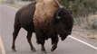 72 Year Old Woman Gored By A Bison At Yellowstone National Park