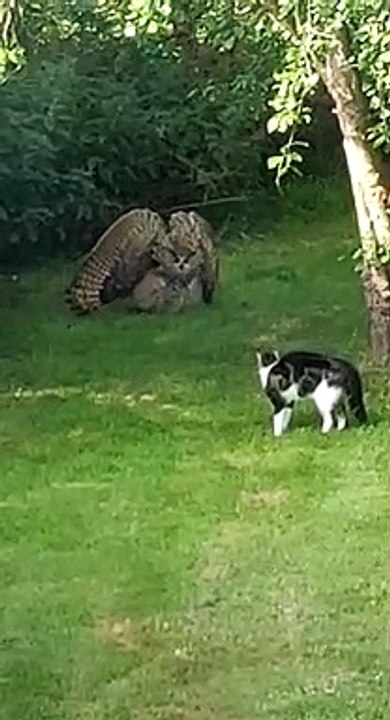 Owl Intimidates Cat With Impressive Display