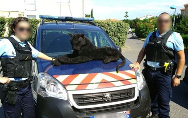 Intervention :  capturer une panthère…  en peluche